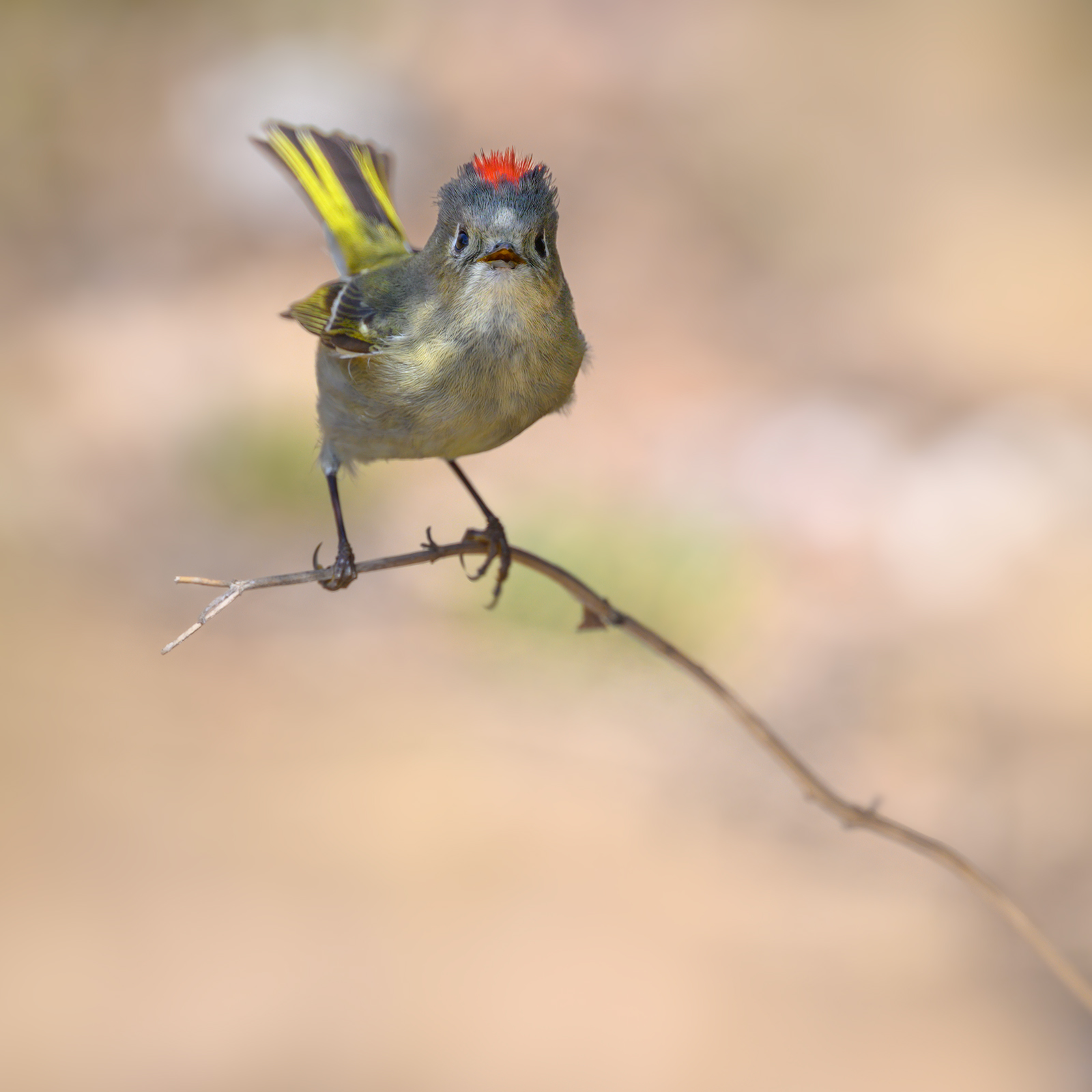 Ruby-crowned Kinglet 