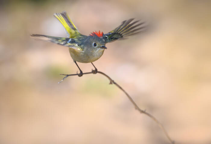 Ruby-crowned Kinglet 