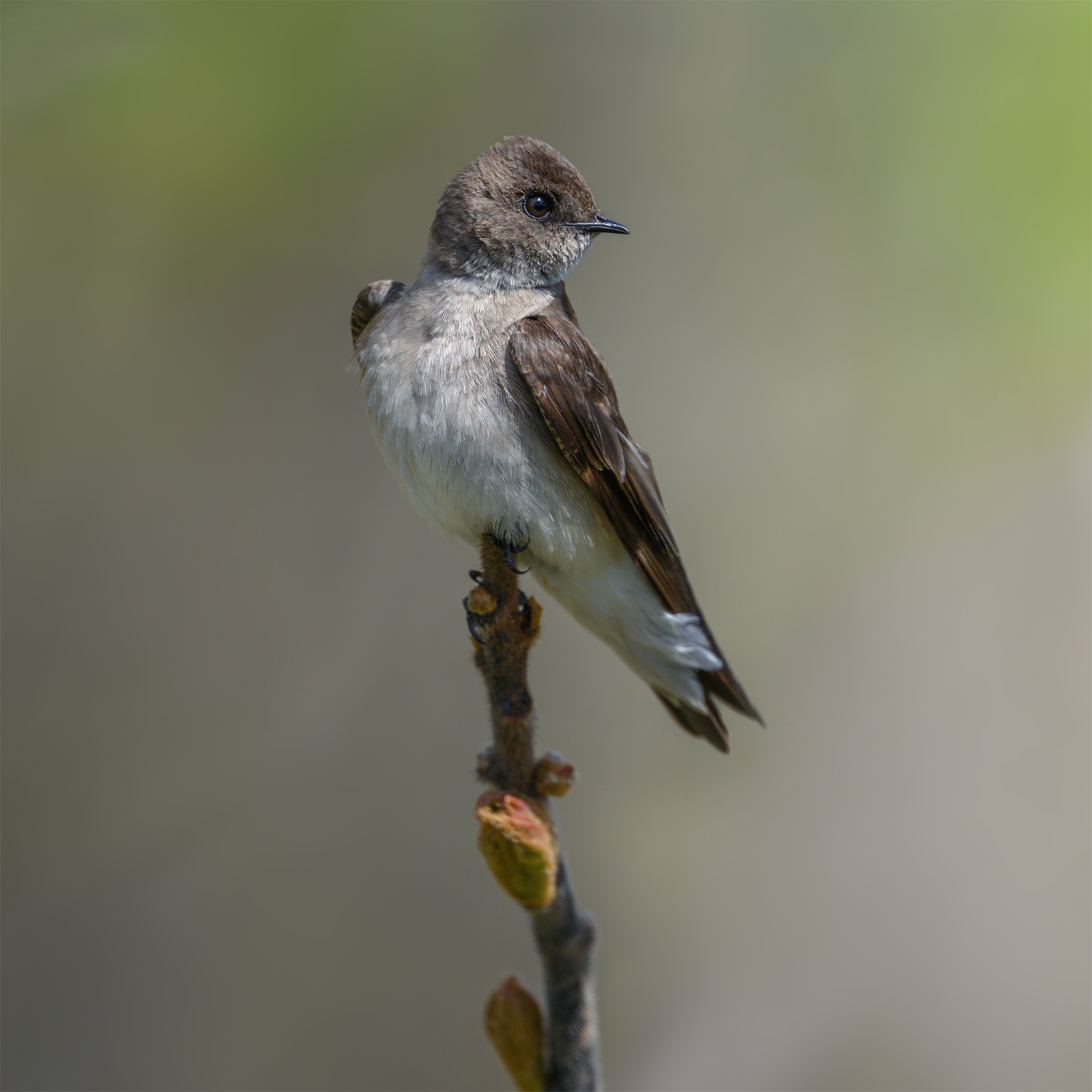 Northern rough-winged swallow