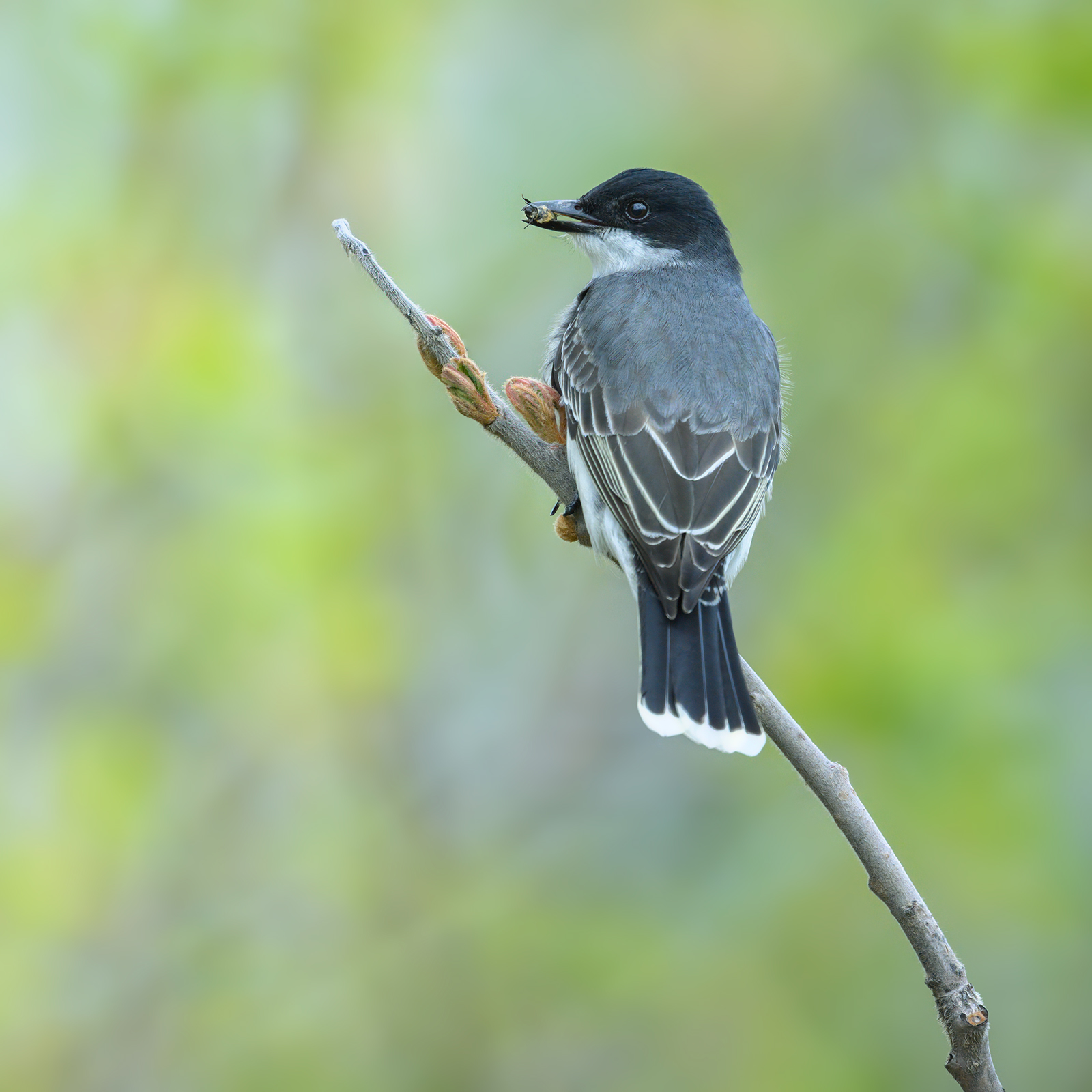  Eastern kingbird