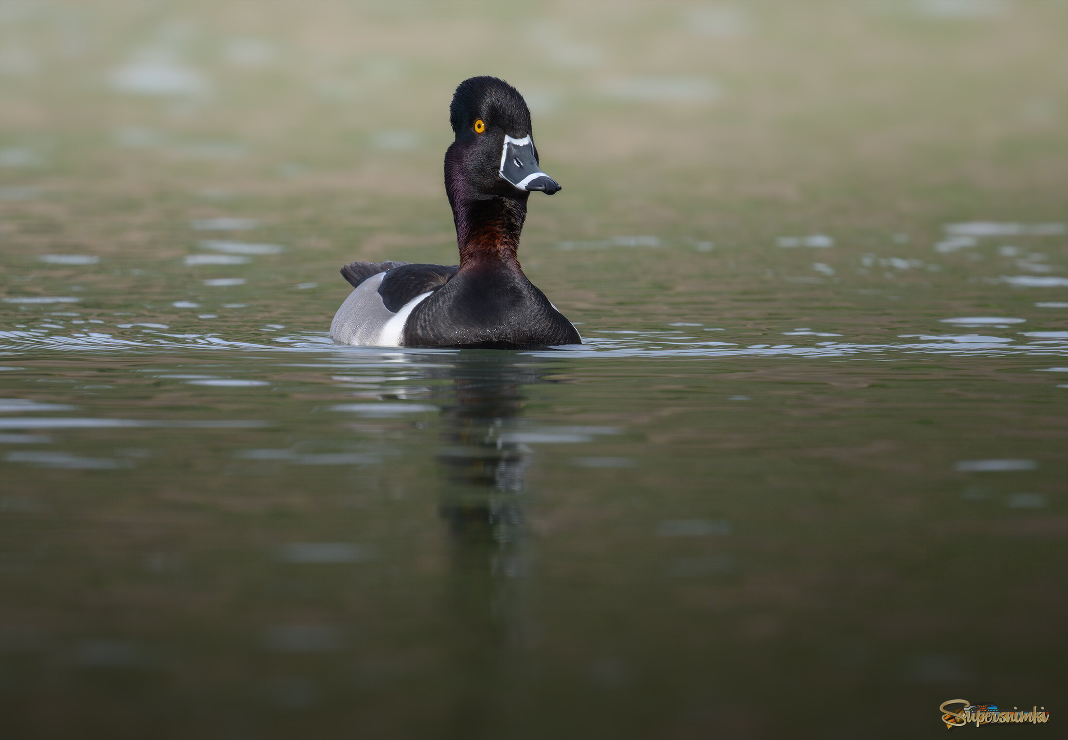 Ring-necked duck (m)