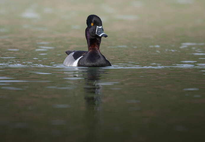 Ring-necked duck (m)