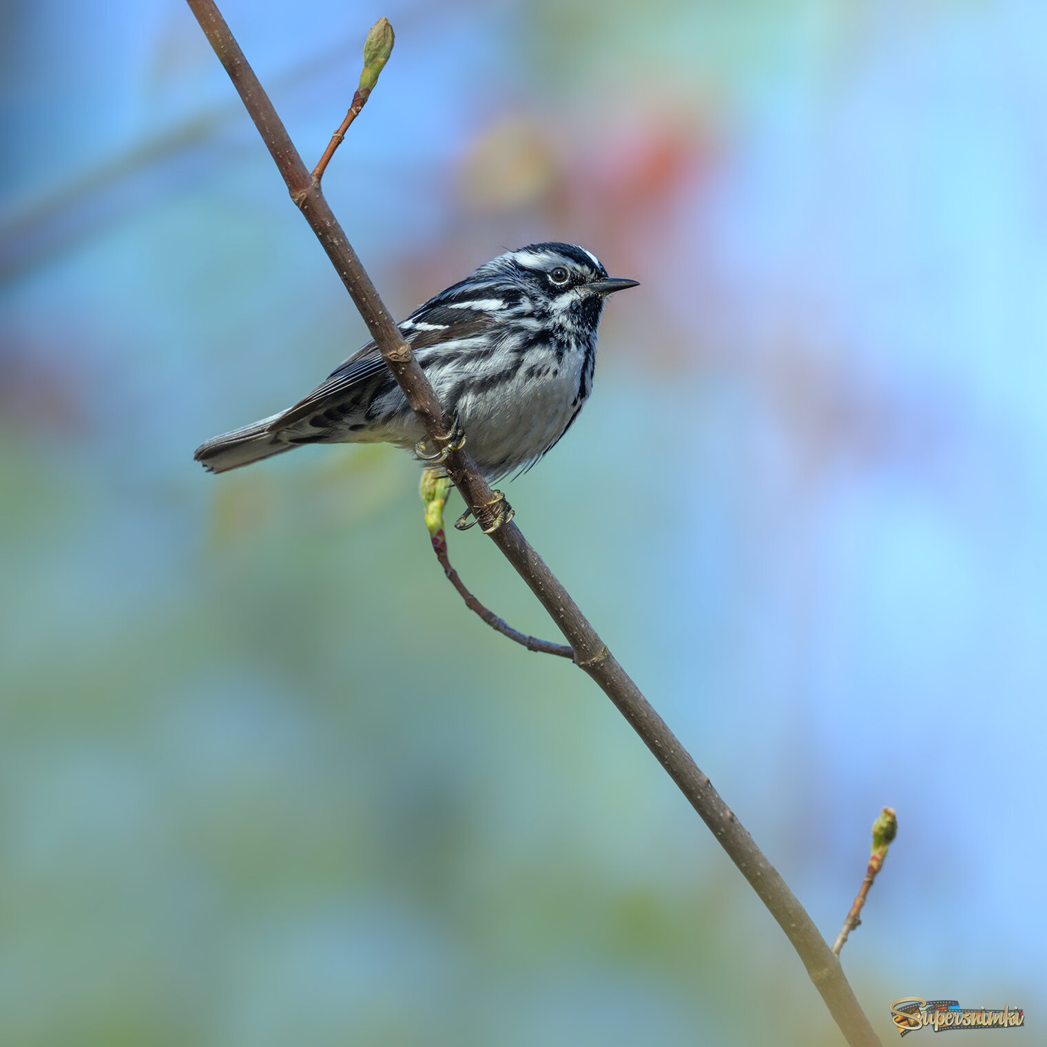 Black and White Warbler