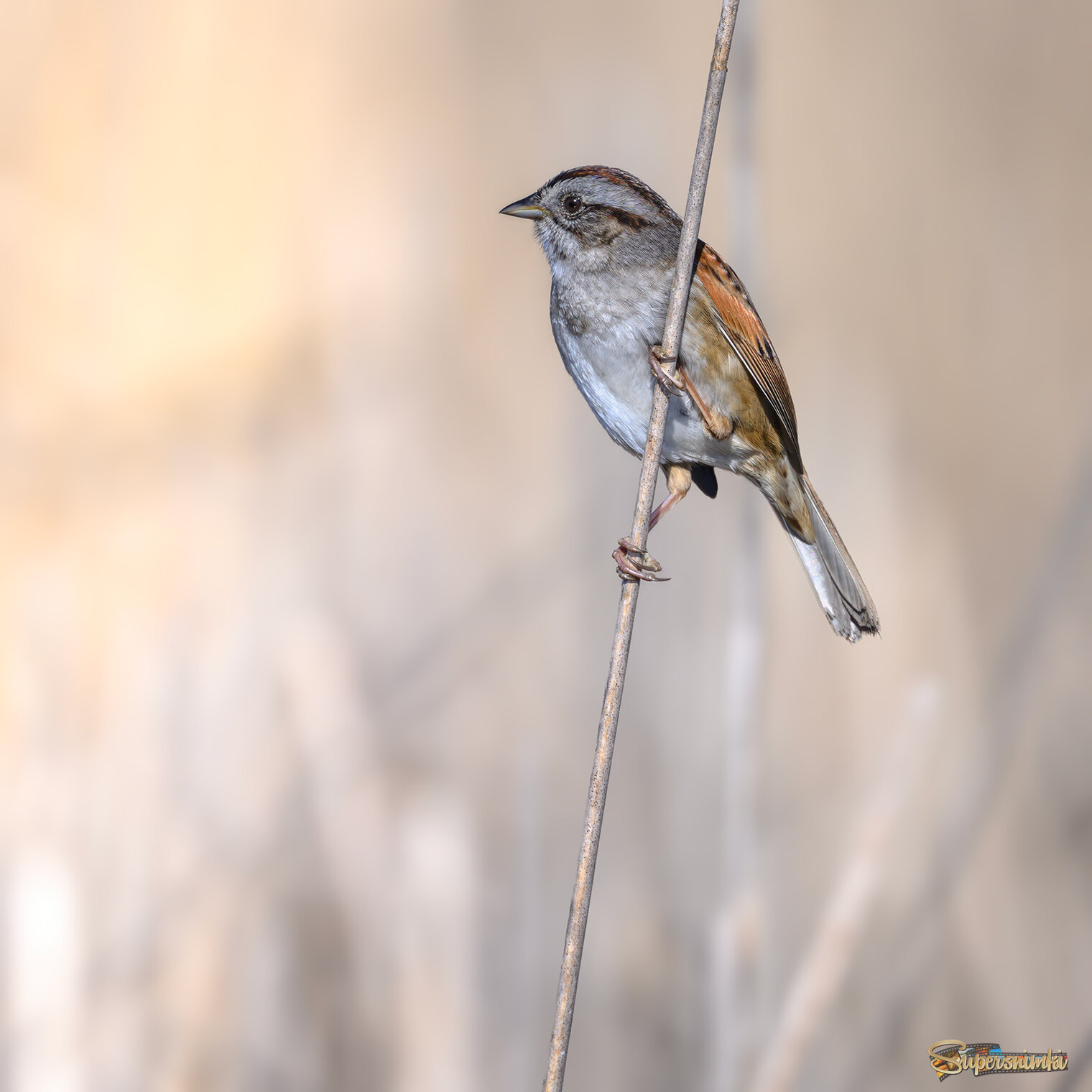 Swamp sparrow