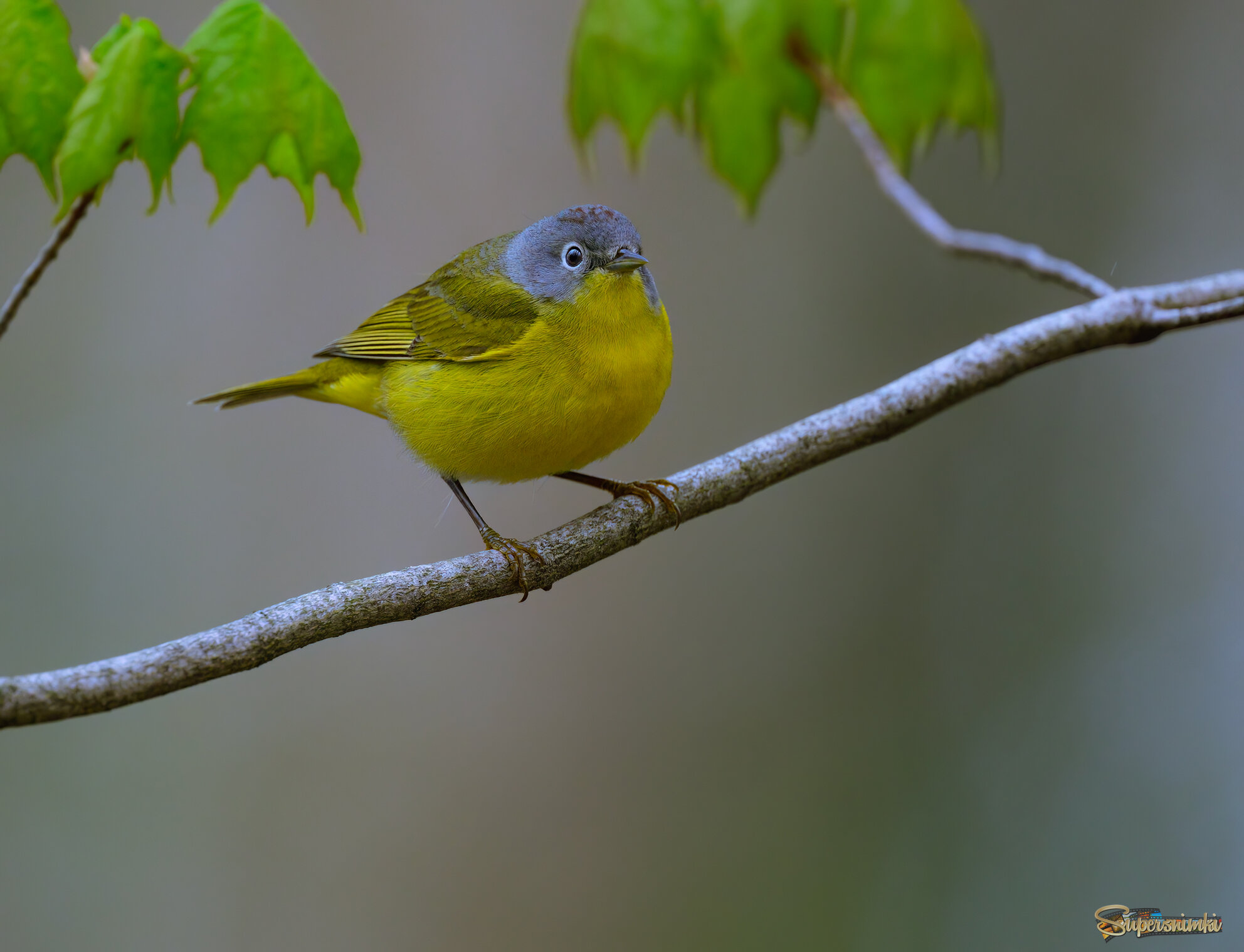Tennessee warbler