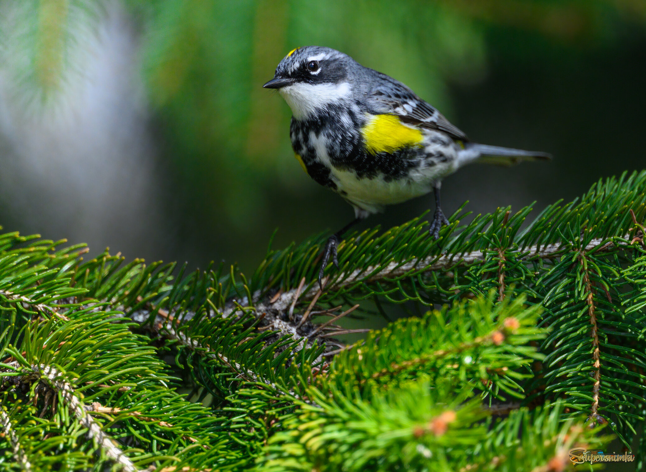 Yellow-rumped Warbler