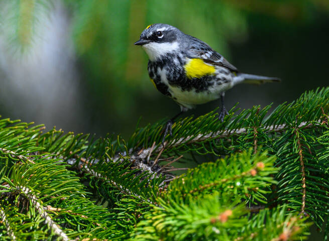 Yellow-rumped Warbler