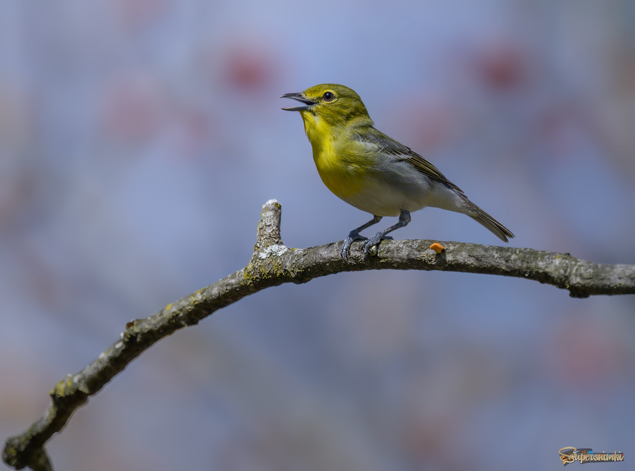 Yellow-throated Vireo