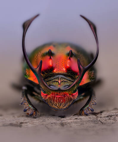 Proagoderus rangifer