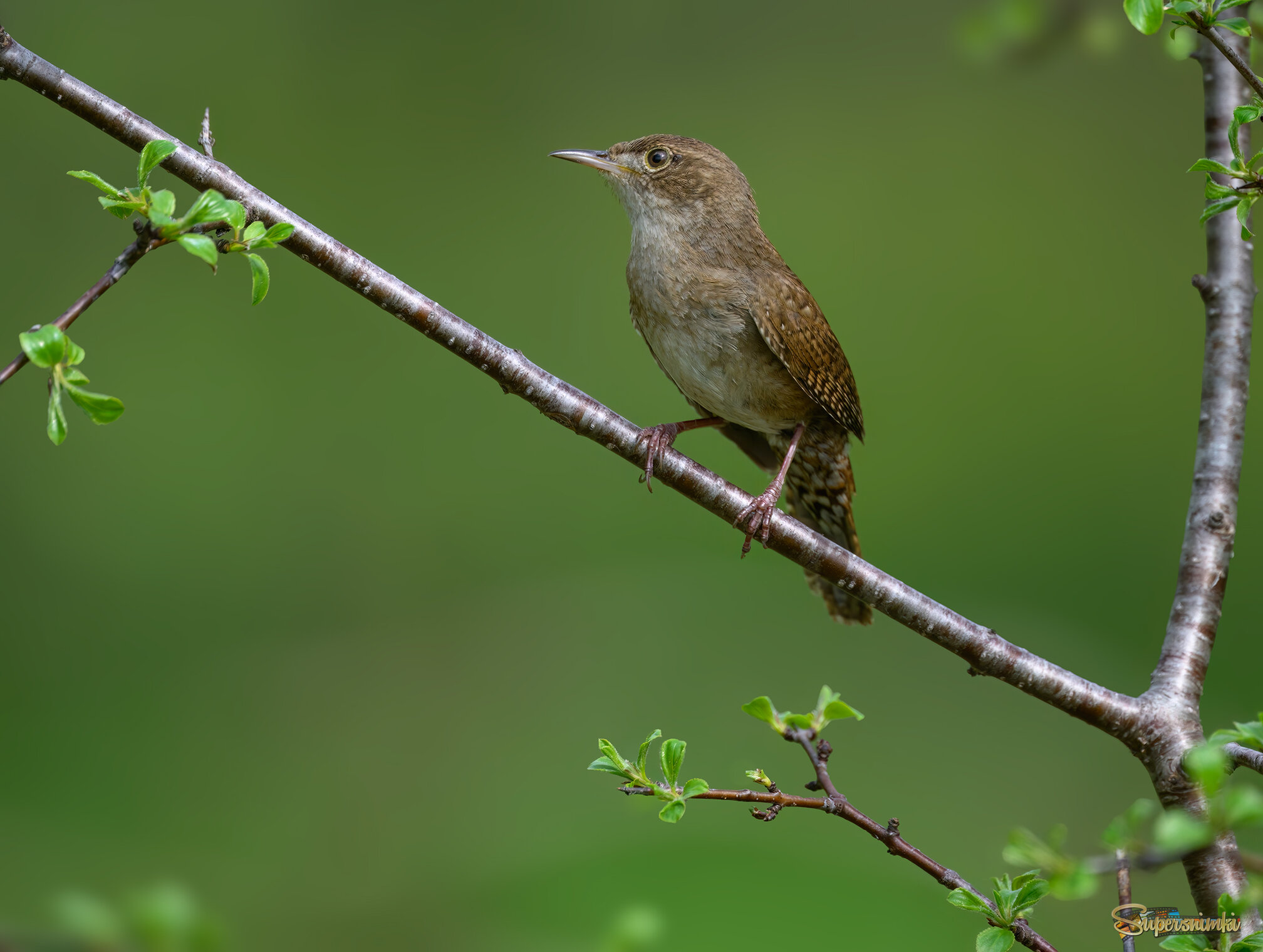 Northern House Wren