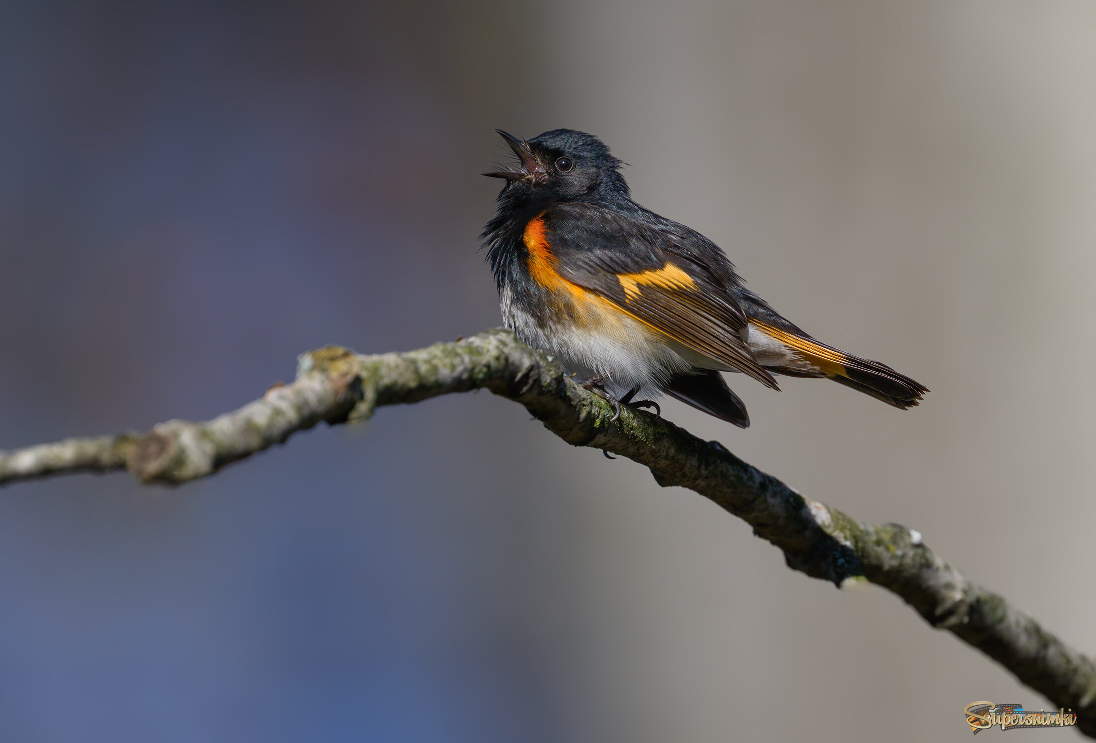 American Redstart