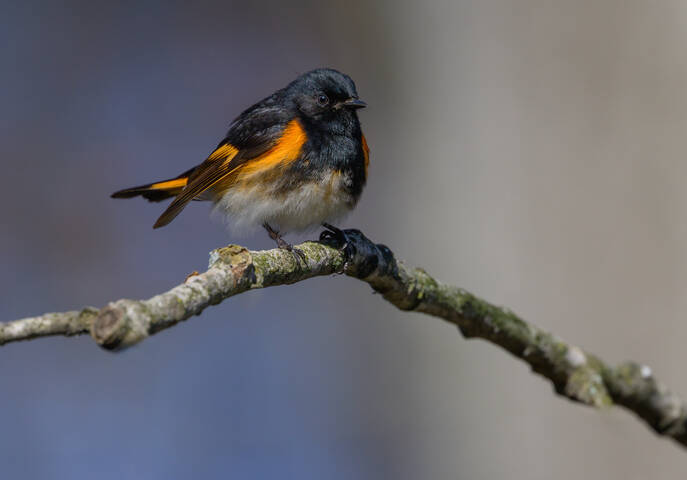 American Redstart