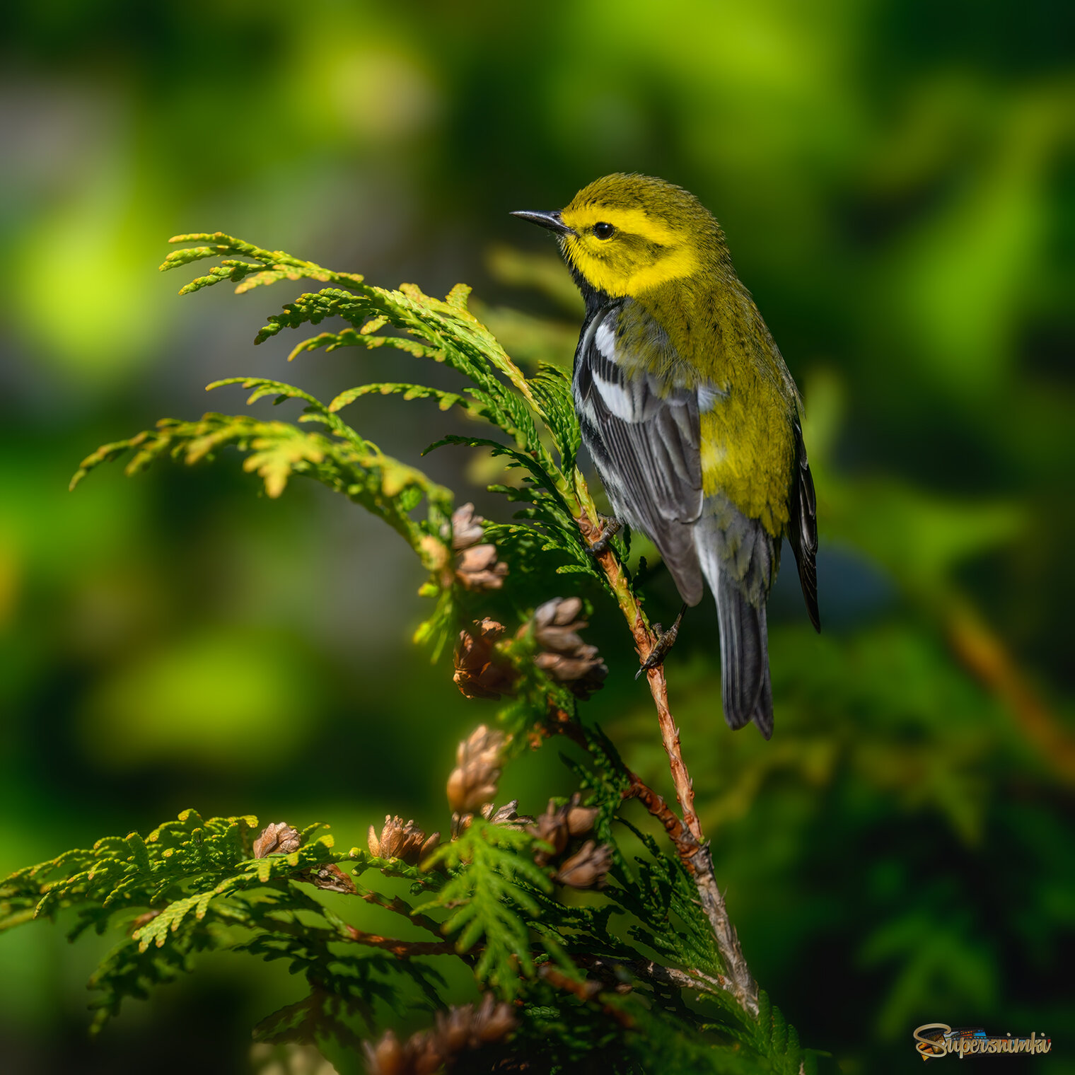 Black-throated Green Warbler 