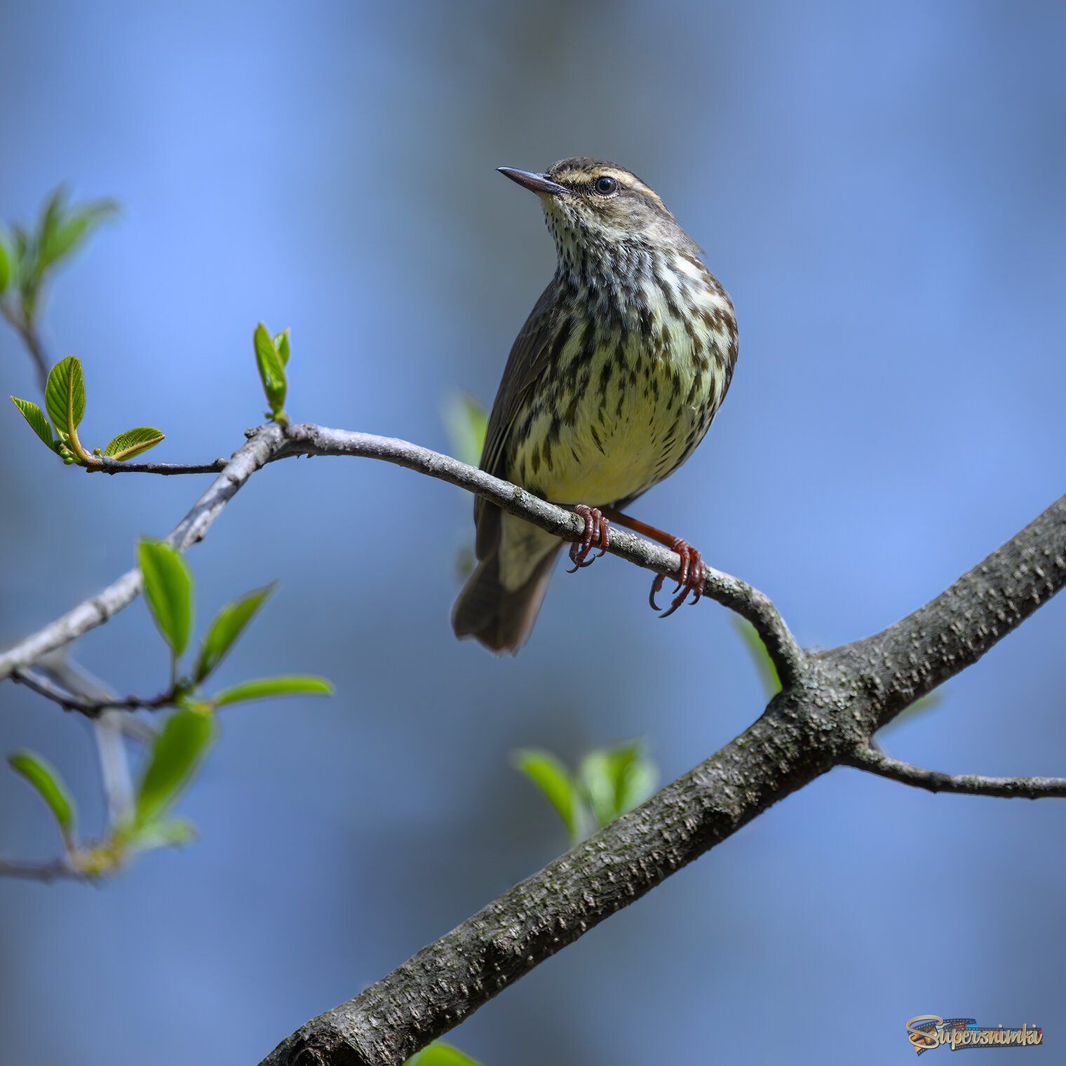 Northern waterthrush