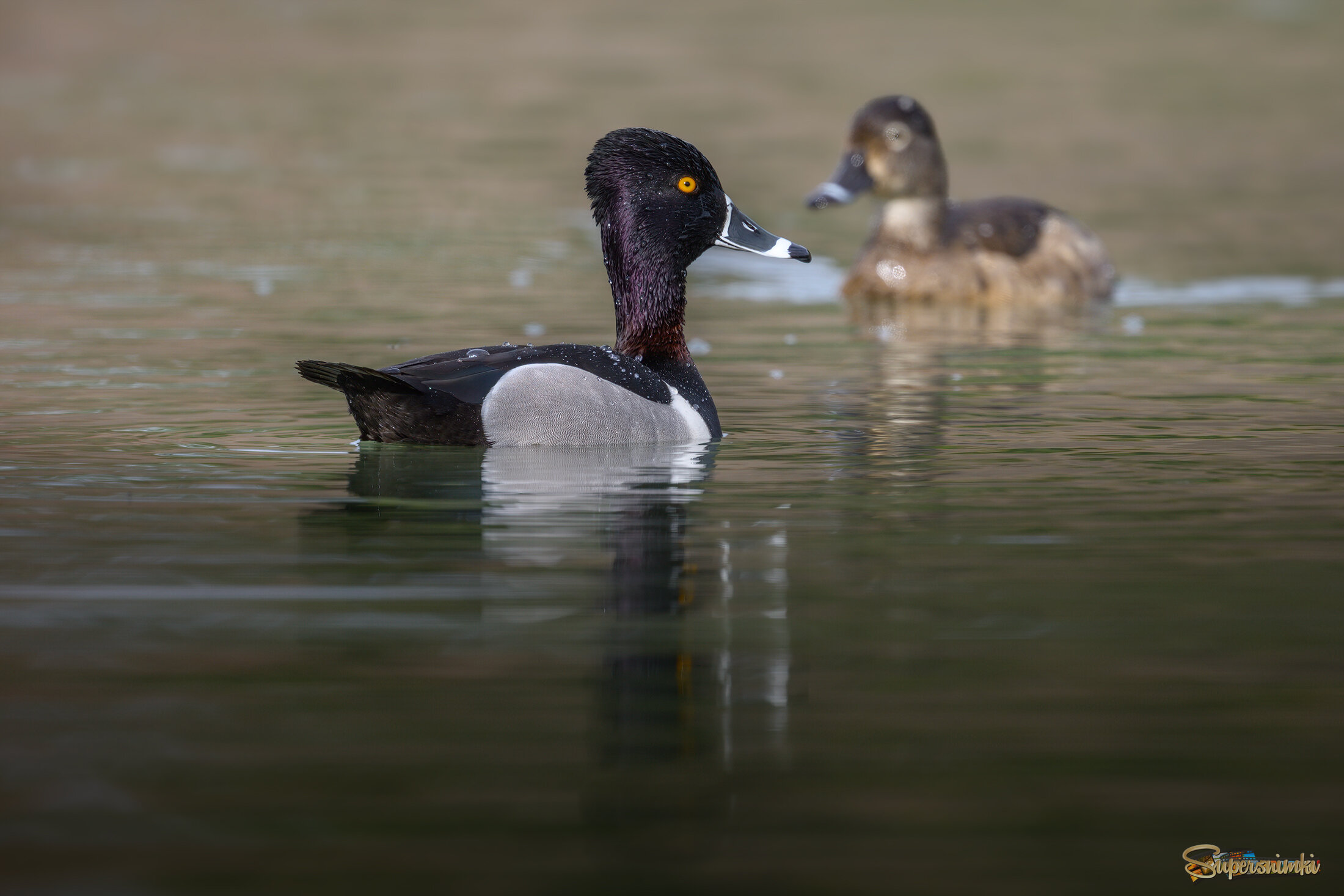 Ring-necked duck (m&f)