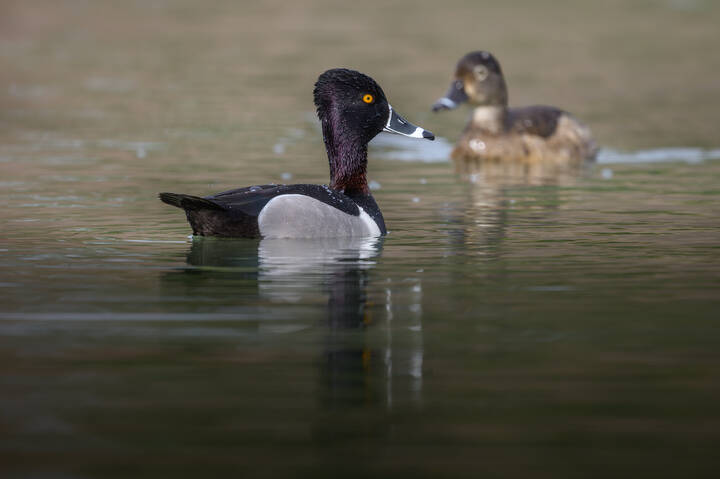 Ring-necked duck (m&f)