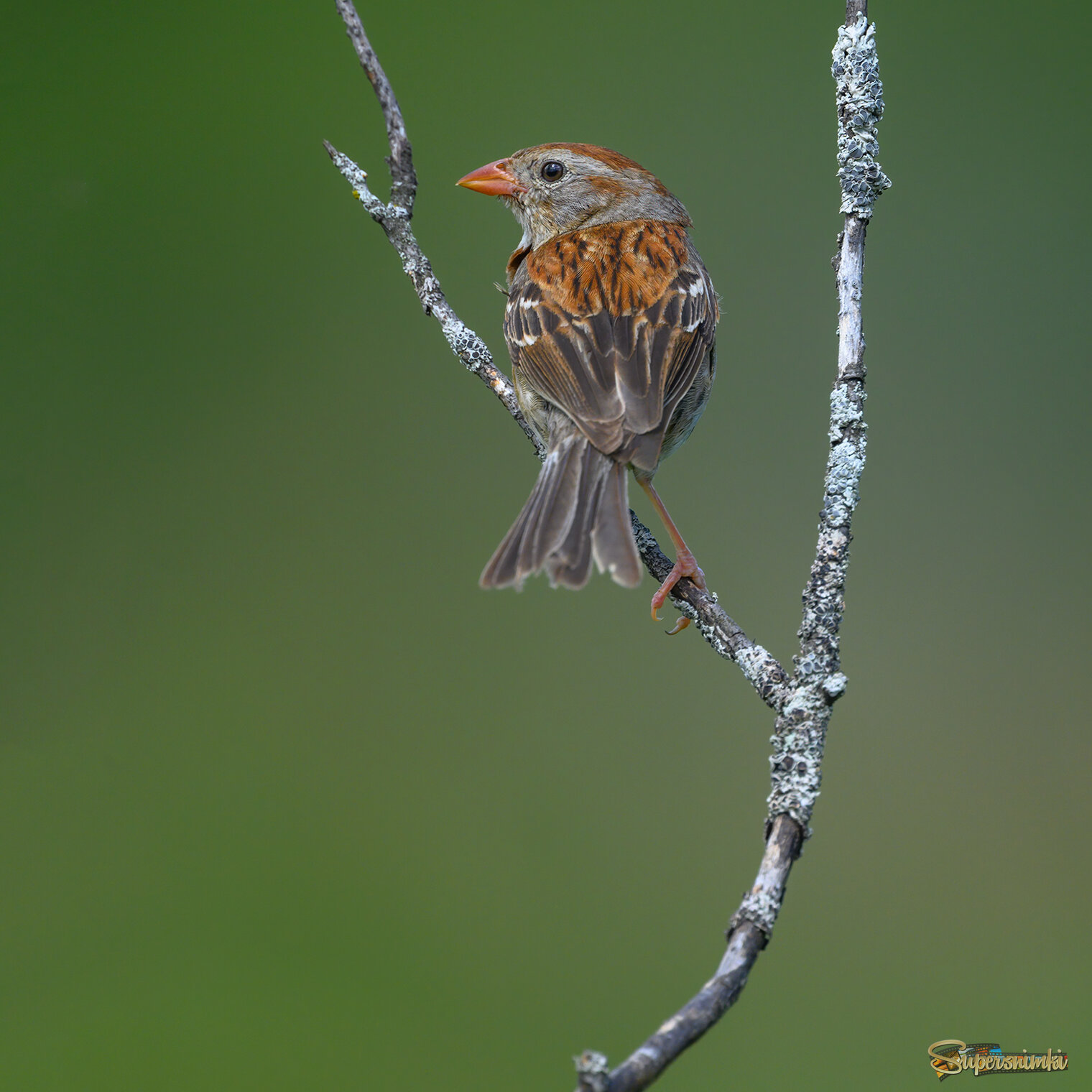 Field sparrow