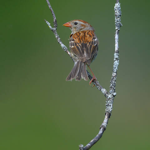 Field sparrow