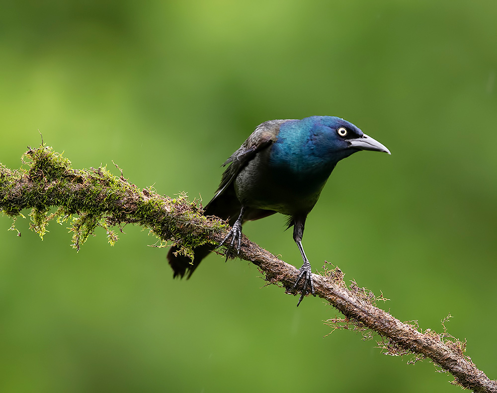 Обыкновенный Гракл -Common Grackle