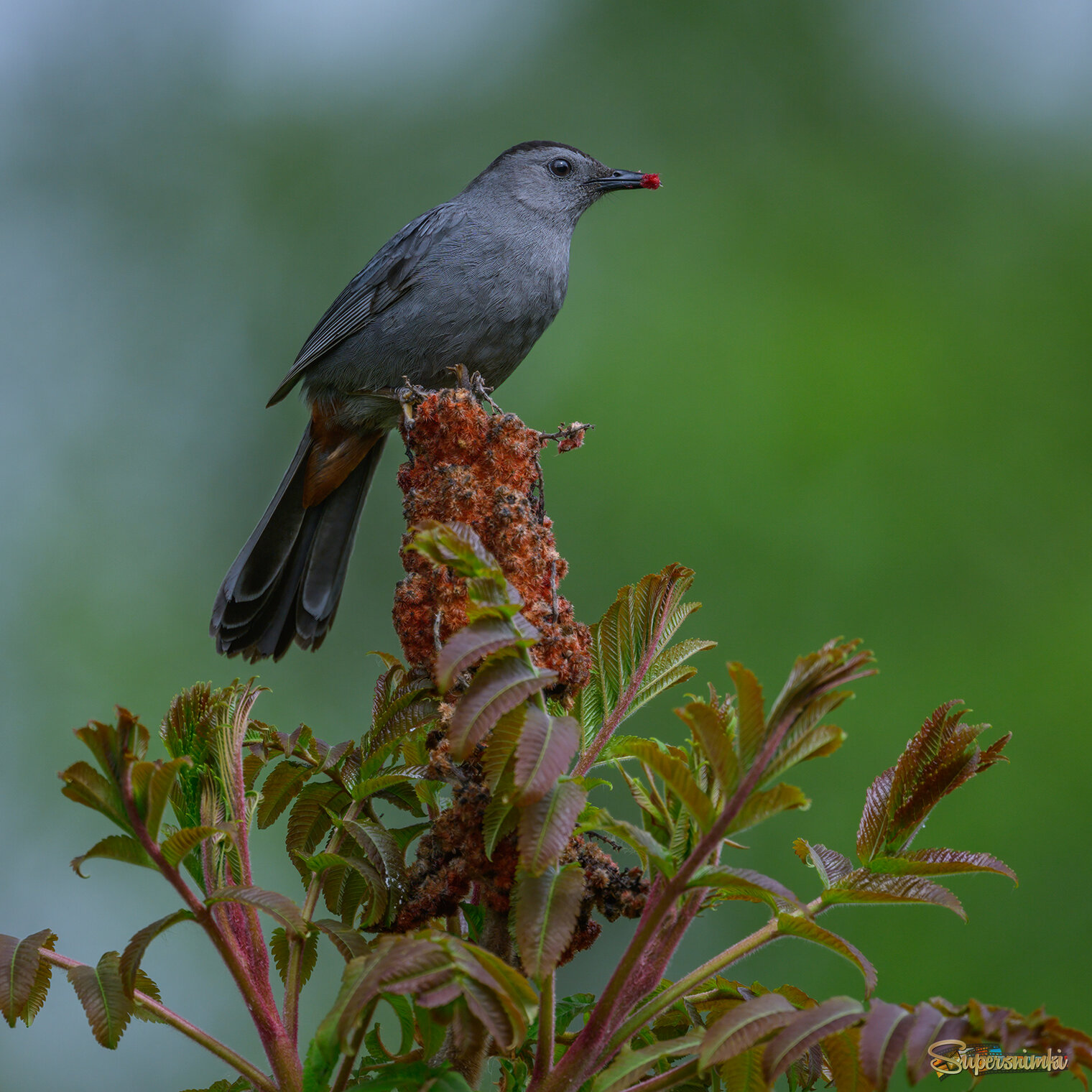  Gray Catbird
