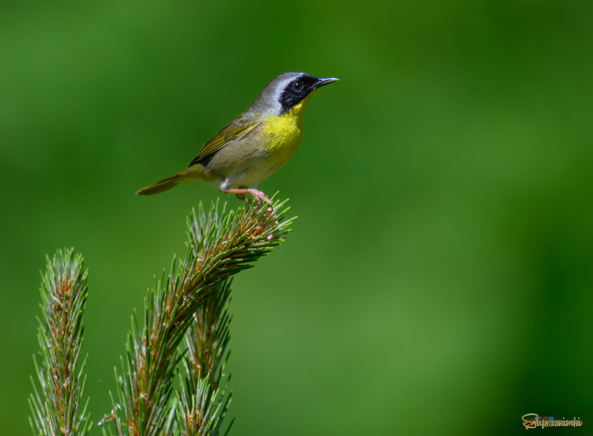 Common Yellowthroat (m)