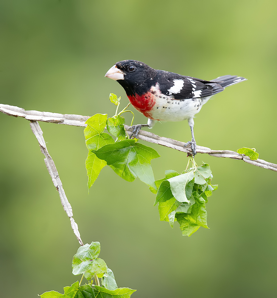 Красногрудый дубоносовый кардинал -Rose-breasted Grosbeak