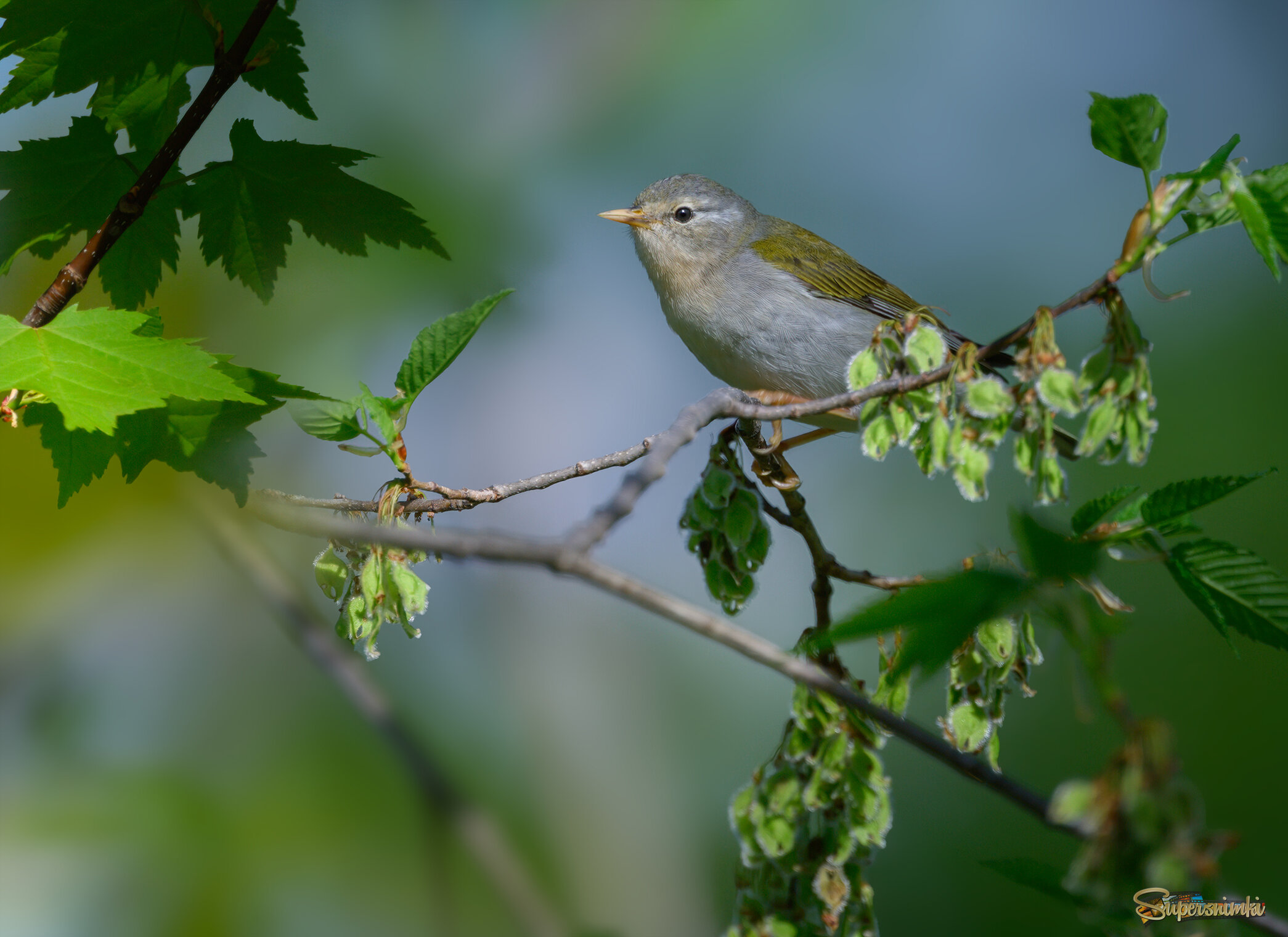 Tennessee Warbler