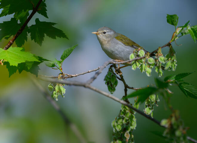Tennessee Warbler