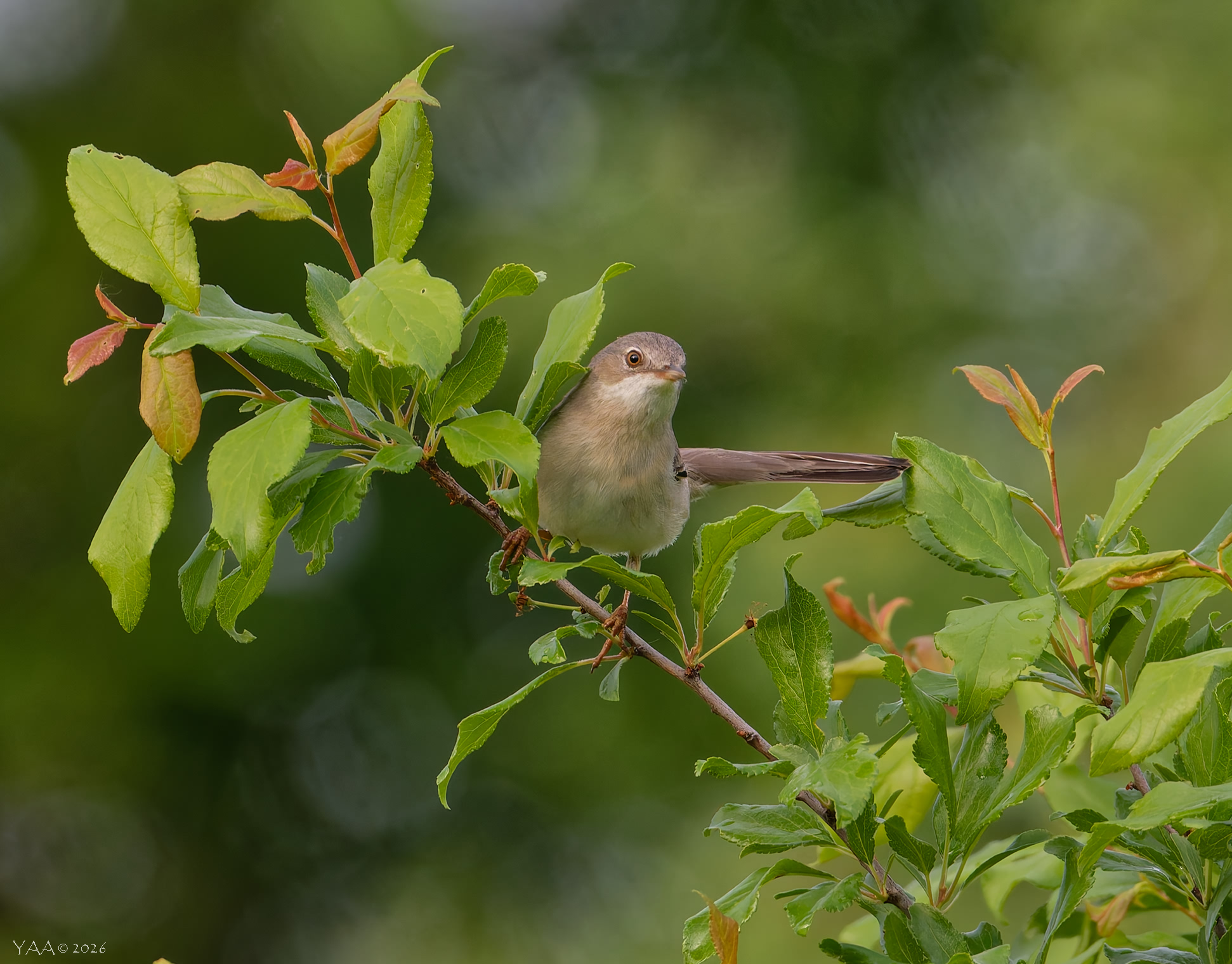 🐦‍ Славка майская, воскресным вечером..😇