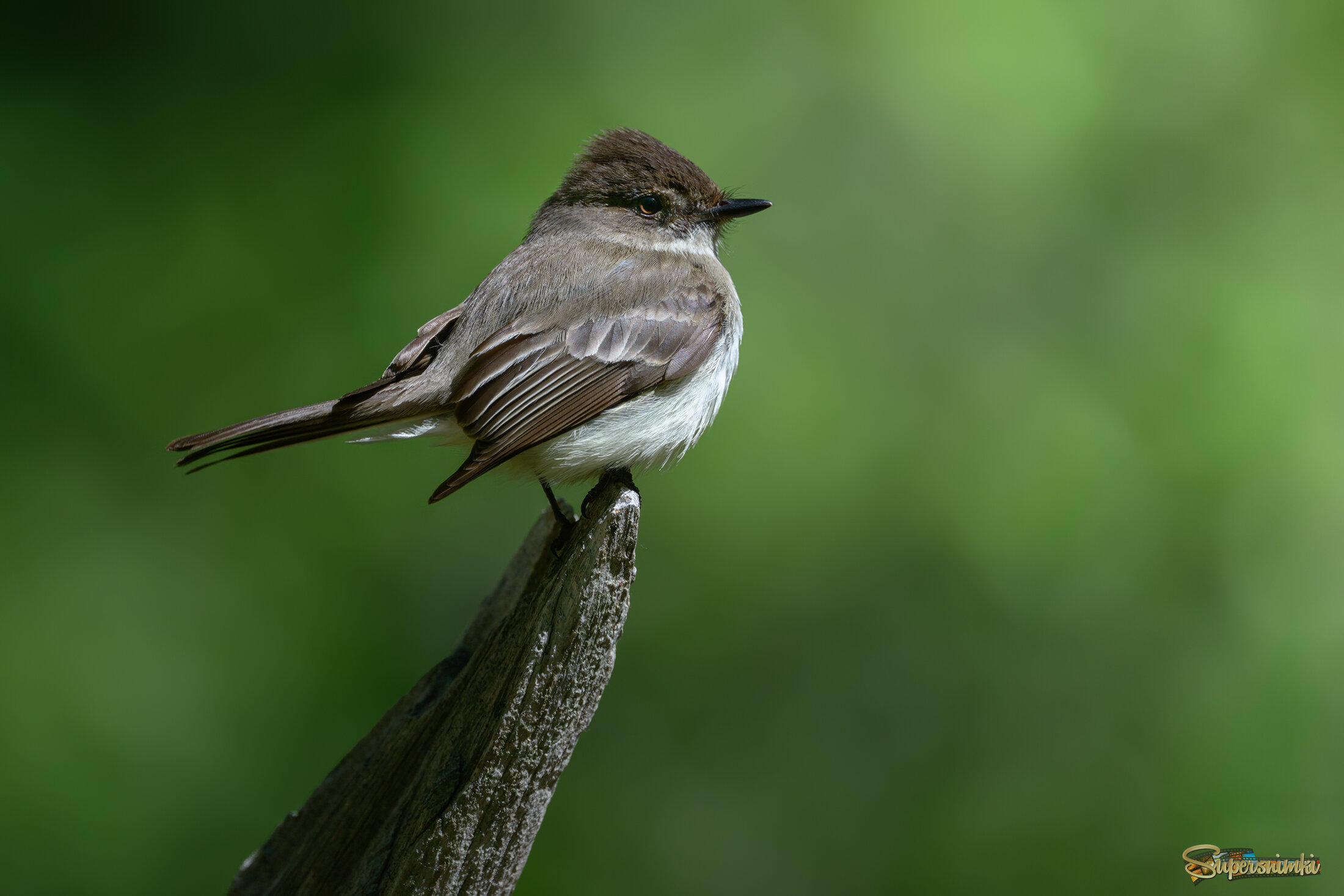 Eastern phoebe