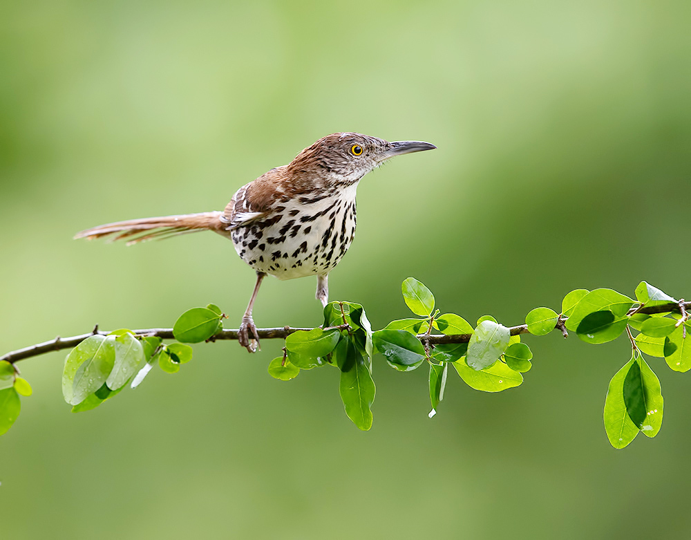 Коричневый пересмешник -Brown Thrasher