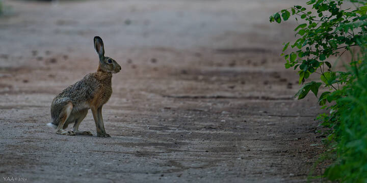 🐰 Зайцы в полночь траву... 😜