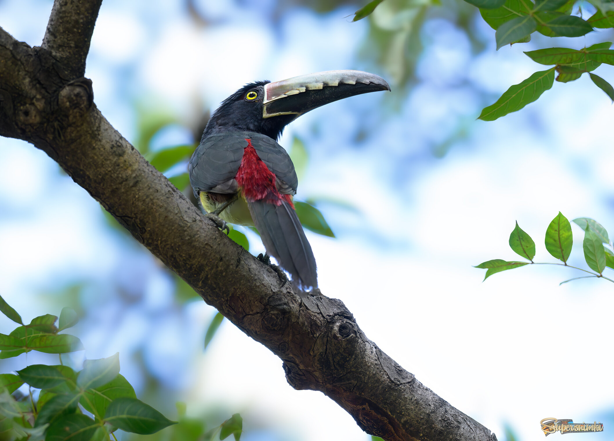 Collared Aracari (toucan)