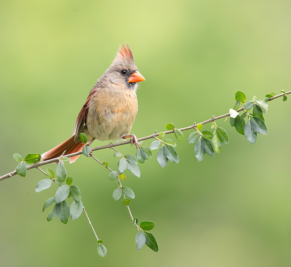 Cамка.Красный кардинал -Female Northern Cardinal 
