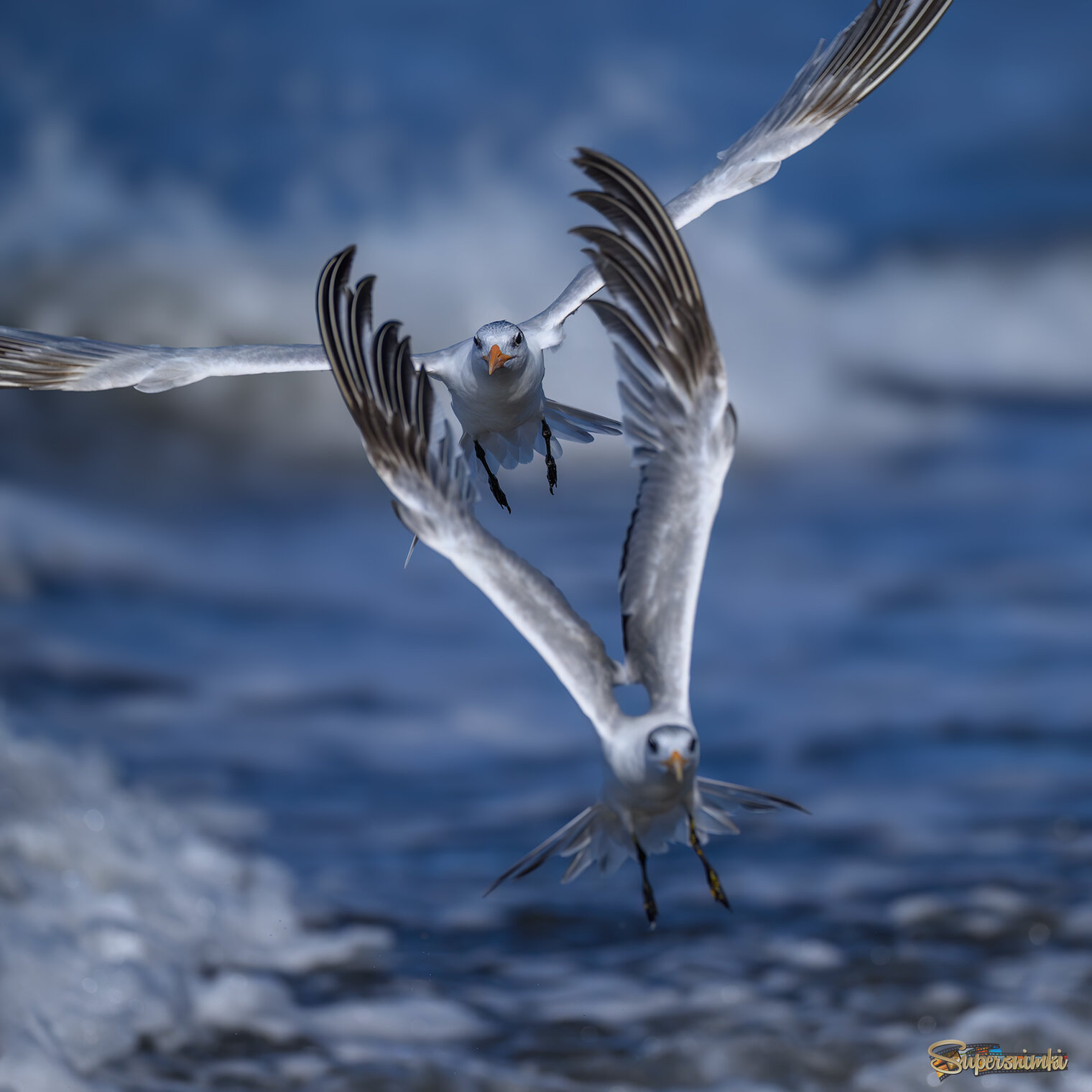 Royal Tern