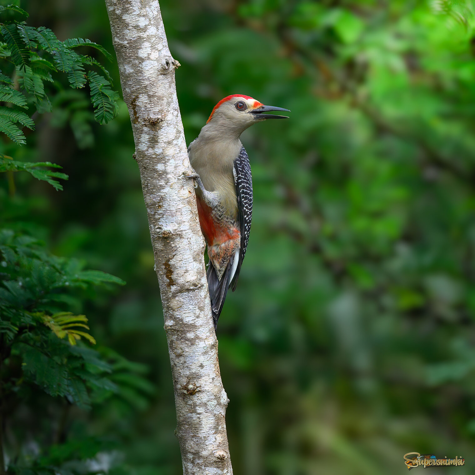 Golden-fronted woodpecker