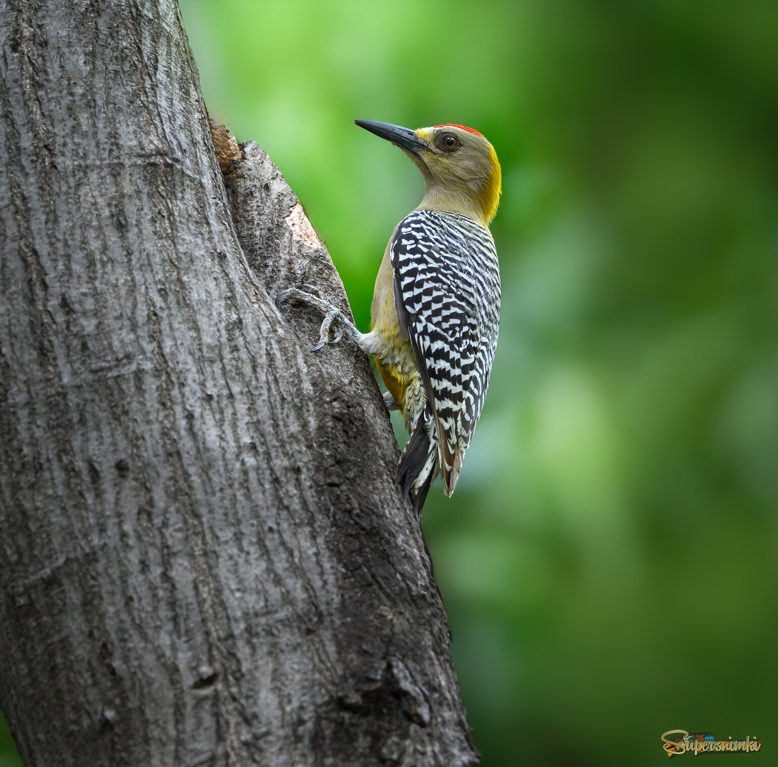 Hoffmann's Woodpecker (m)