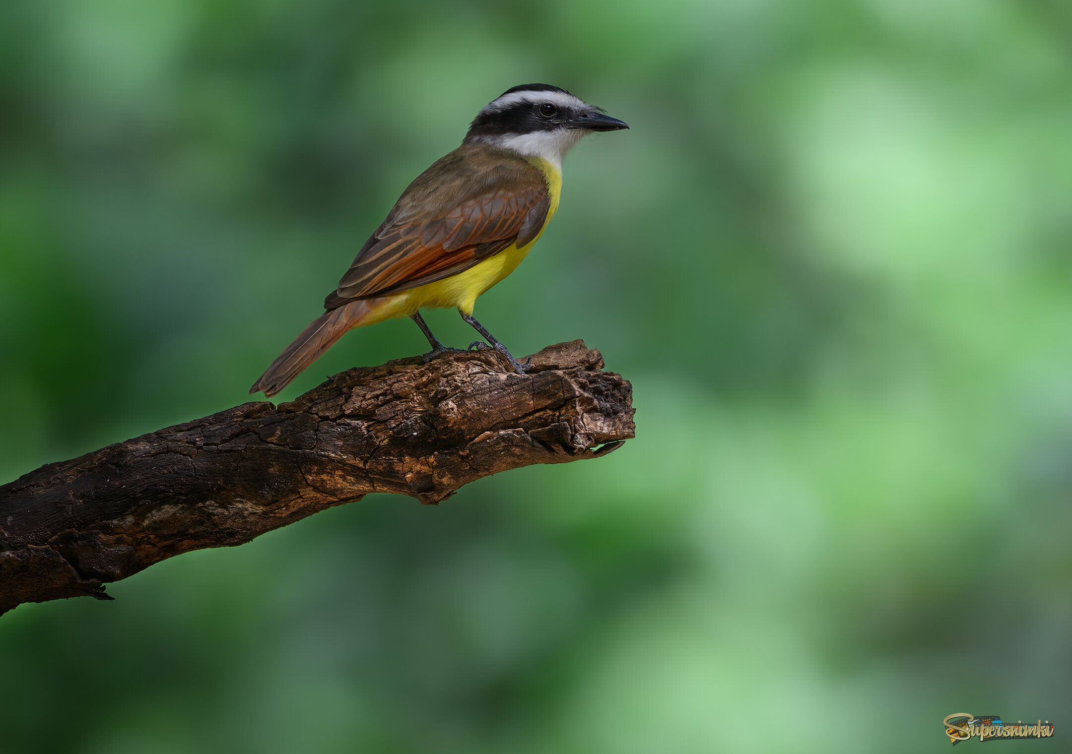 Great Kiskadee