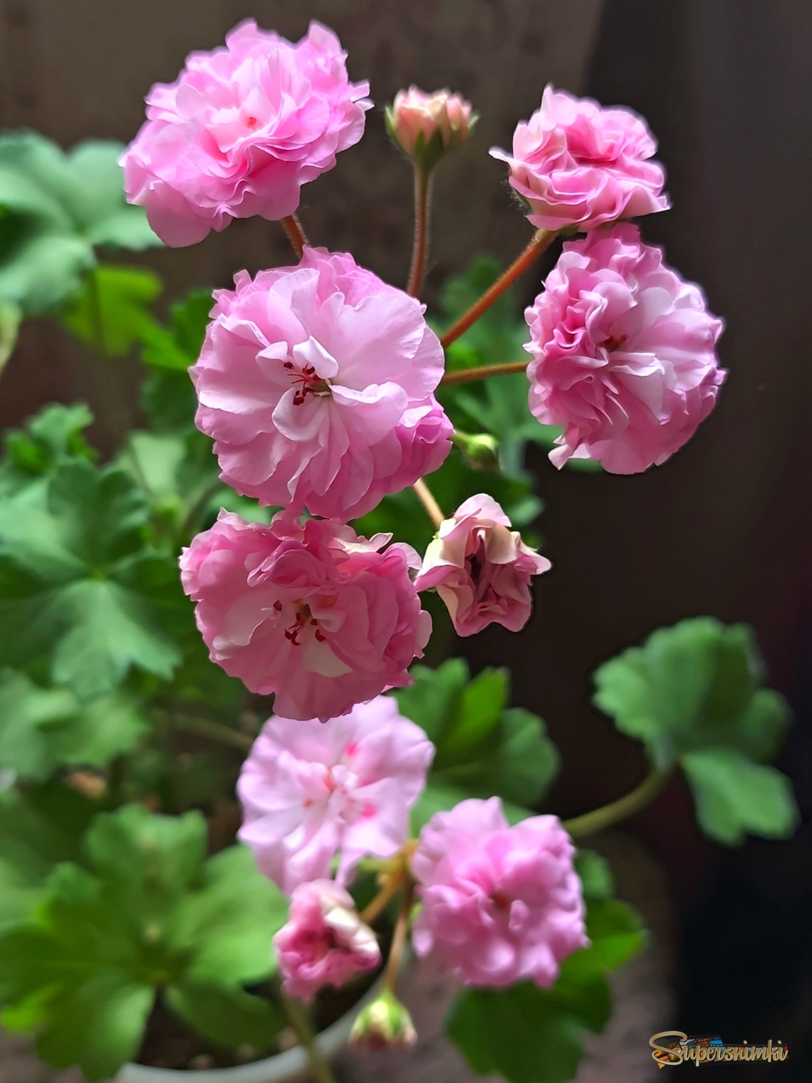 Pelargonium zonale rosebud