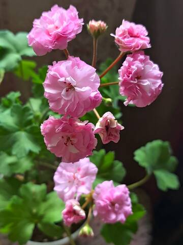 Pelargonium zonale rosebud
