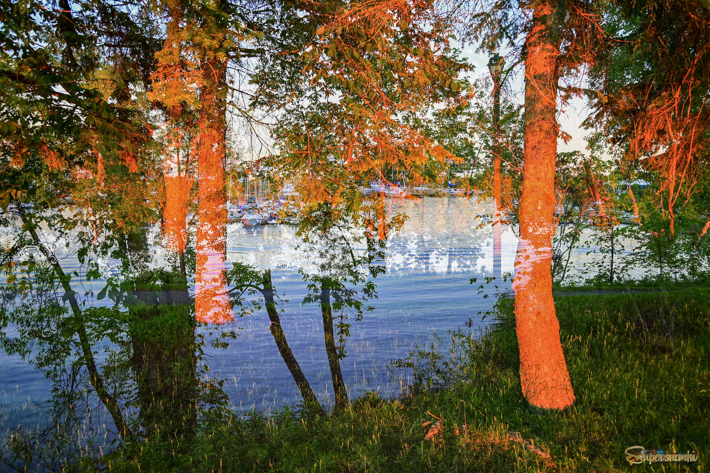 Красные сосны