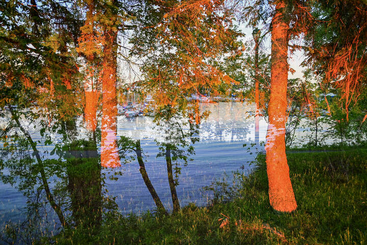 Красные сосны