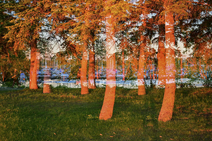 Красные сосны