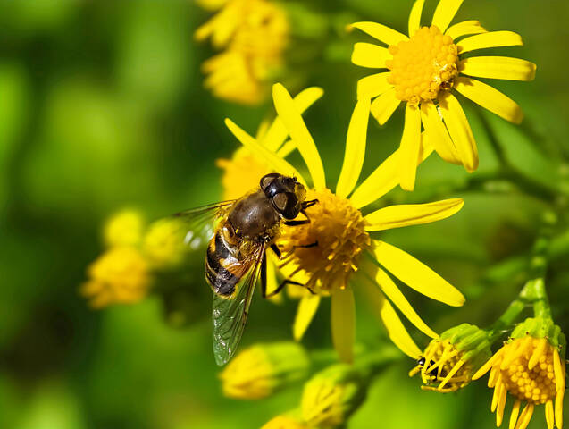 -----------------