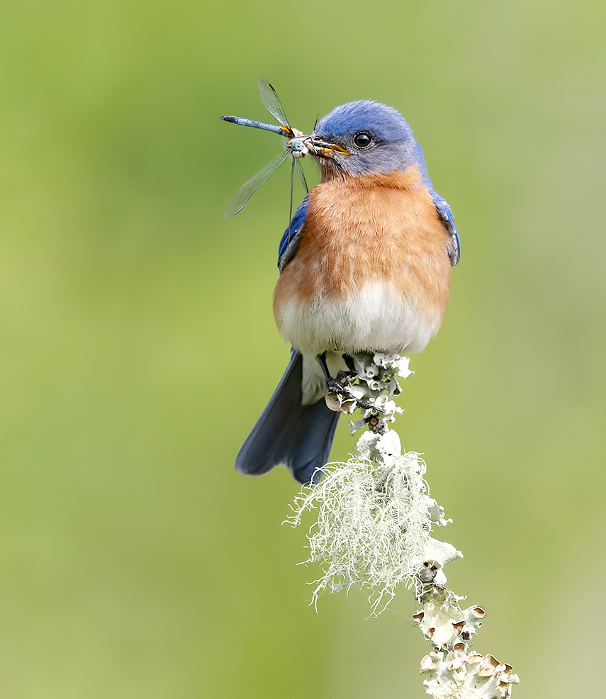 Восточная сиалия, самец - Eastern Bluebird, male.