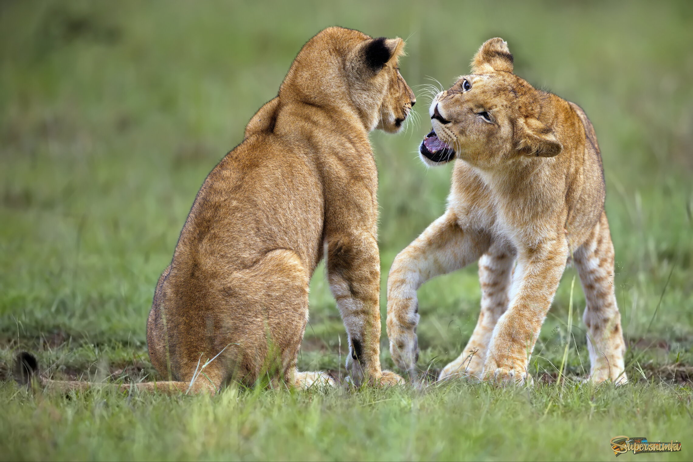 А давай я тебя кривляться научу!