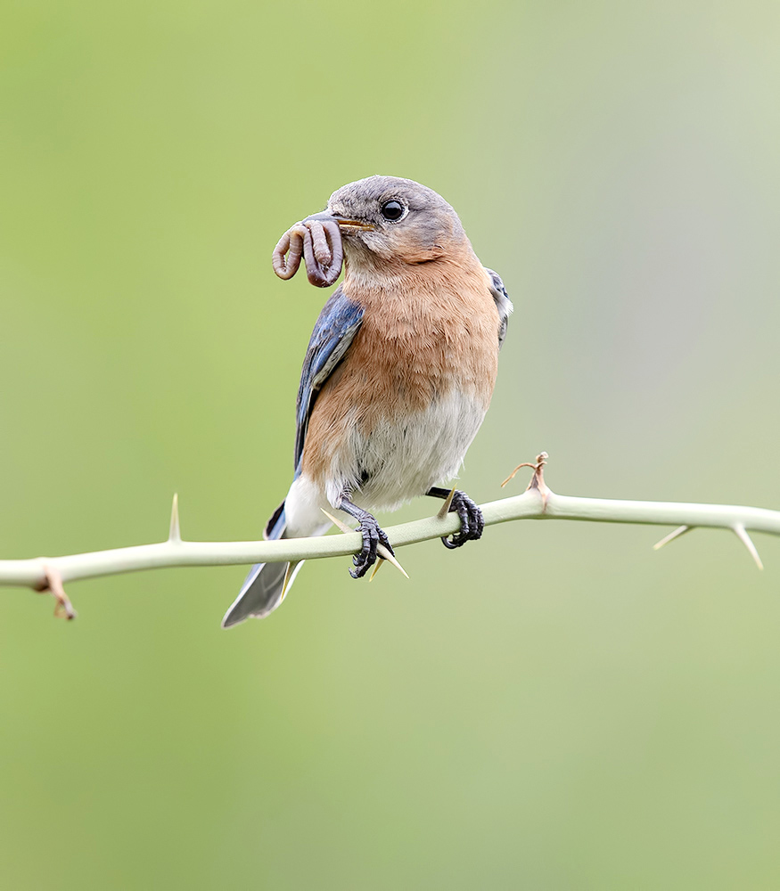 Female Eastern Bluebird -Восточная сиалия, самка