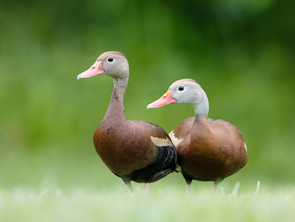 Пара чернобрюхих древесных уток - Black-Bellied Whistling Duck 