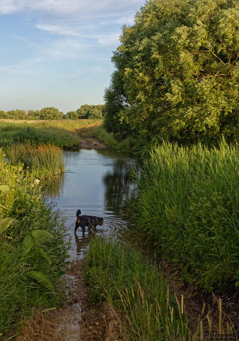 🏊🏽‍♂️Июньский брод 🌿на маленькой речке. 🐕