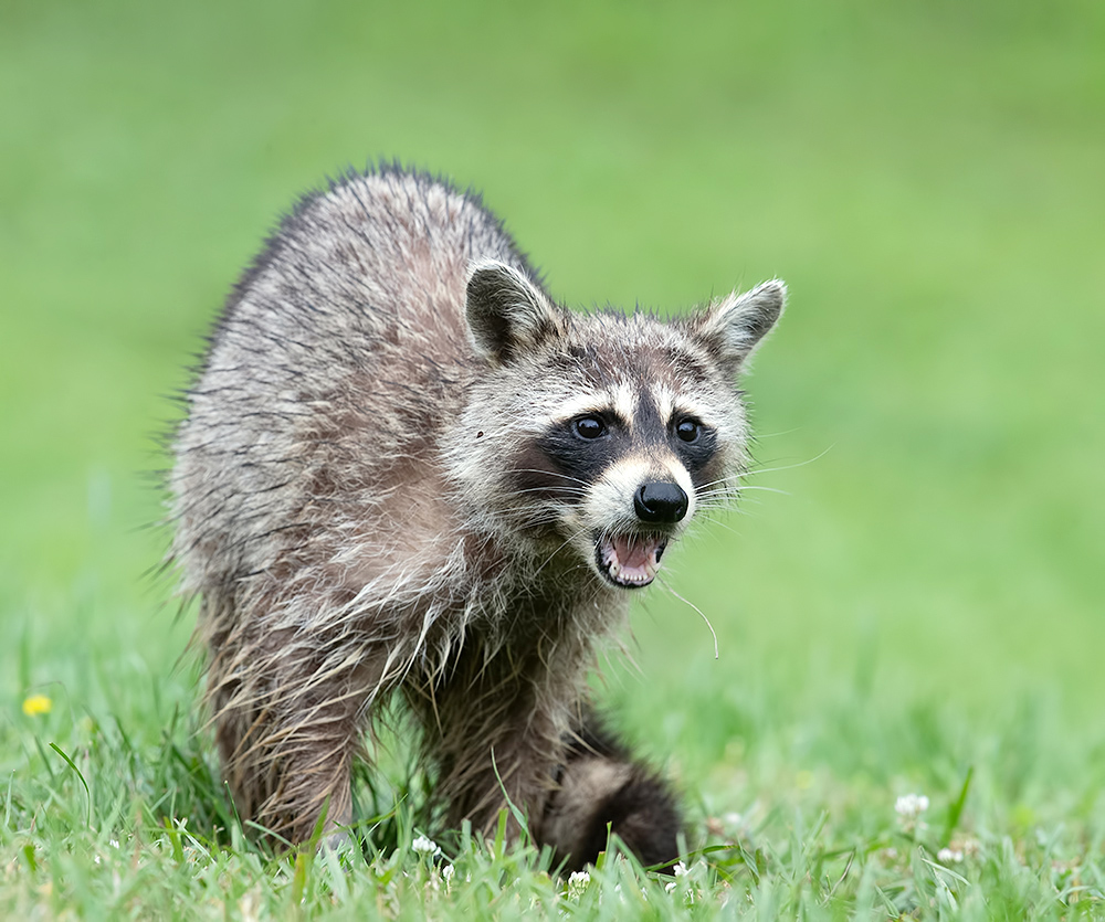 Енот-полоскун -Raccoon